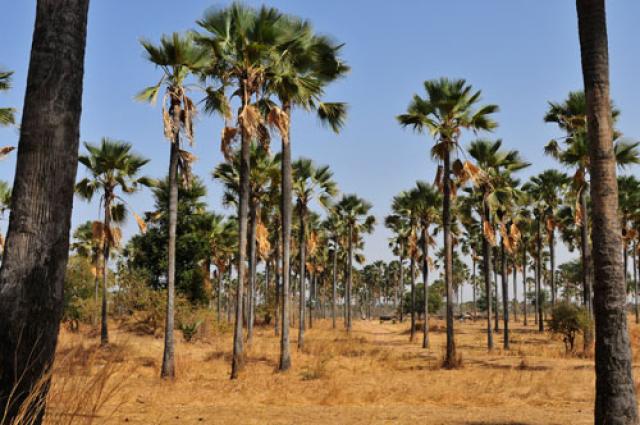 Circuits Nature au Sénégal