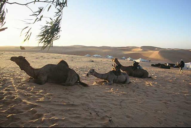 Baobabs, Dunes et Saloum (4j) - Image 3