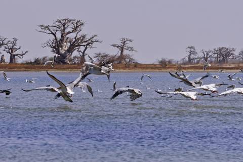 Baobabs, Dunes et Saloum (4j) - Image 8