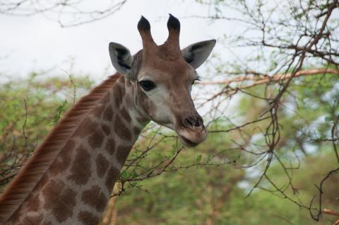 Réserve de Bandia au Sénégal