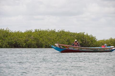 Brousse dans le Saloum au Sénégal